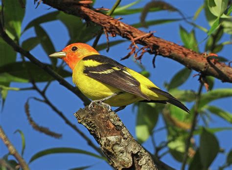 Western Tanager Photograph By Lindy Pollard Fine Art America