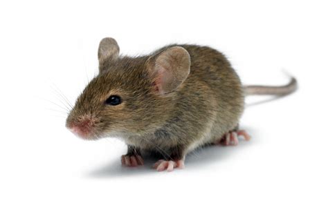 Baby Mouse Aol Image Search Results