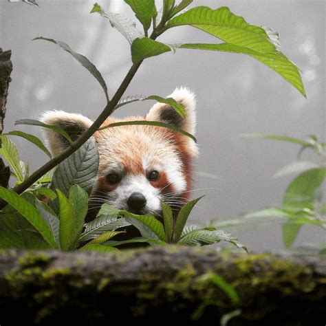 Red Pandazine — This Red Panda Lives At Padmaja Naidu Himalayan