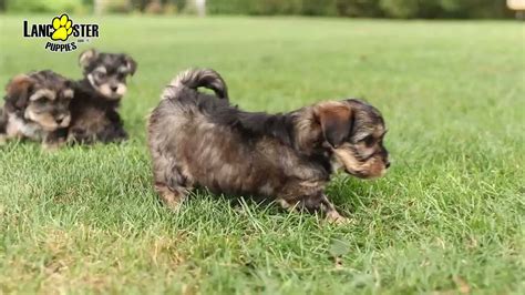 morkie puppies youtube