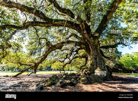 Big Tree Live Oak Hi Res Stock Photography And Images Alamy