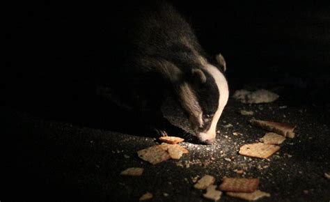 In The Dark Badger Cull Cost Benefit Report Is State Secret