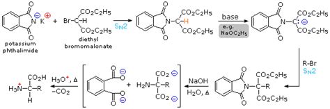 Gabriel Synthesis Of Amino Acids - 23.6: The Synthesis of Amino Acids - Chemistry LibreTexts
