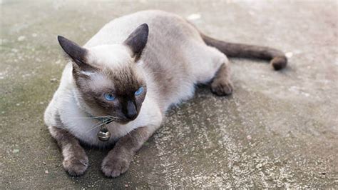 Applehead Siamese Cat Breed Personality Facts Cat Lover