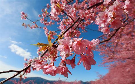 Cherry Blossom Desktop Backgrounds Wallpapersafari
