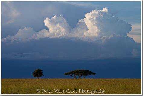 Photo Of The Day Serengeti Savannah Tanzania The Carey Adventures