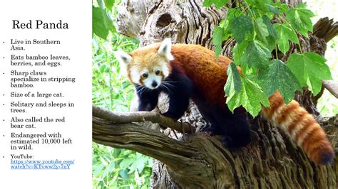 Red Panda Animal Facts Fun Facts About Animals Cool Pets