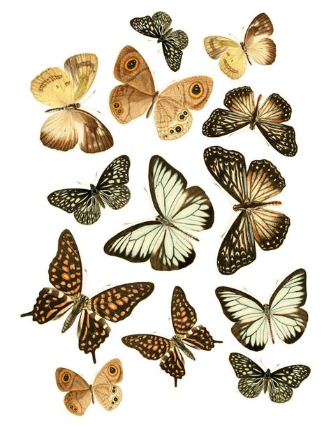 Printable Antique Butterflies And Moths Digital Fussy Cut Etsy