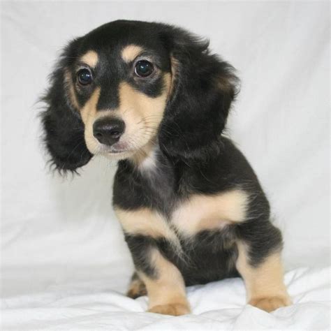 Earn points & unlock badgeslearning, sharing & helping adopt. ~ Black & Cream Dachshund ~ | Dachshund, Cute animals ...