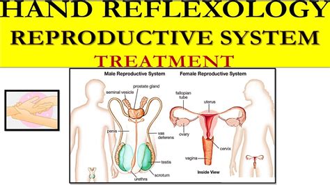 🖐how To Do Hand Reflexology On The Reproductive System Reflexology