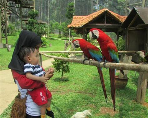 Harga tersebut belum termasuk biaya parkir kendaraan. Tijet Masuk Kadu Enggang : Taman Burung Kuala Lumpur Harga ...