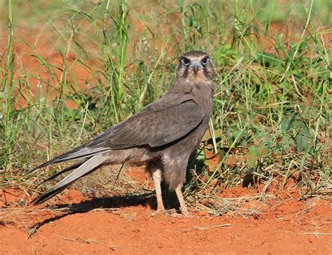 Richard Warings Birds Of Australia Young Brown Falcon Learns A Few Tricks