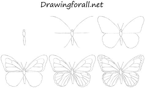 Butterfly Drawing Easy Step By Step Carolyne Loomis