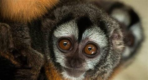 Lima Rescatan A Mono Nocturno Amazónico En Una Vivienda De Lima