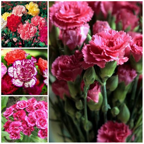 Carnations A History And Meaning Of The Flower