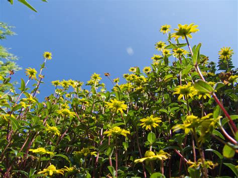 Free Images Nature Sky Field Meadow Sunlight Flower Green