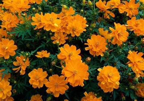 Cosmos Sulphureus ‘cosmic Orange Bild Kaufen 12127993