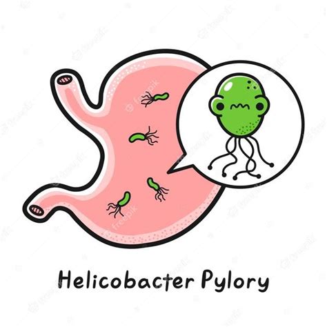 Premium Vector Human Stomach Organ With Helicobacter Pylori Bacteria