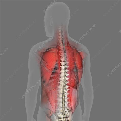 Male Back Muscles Illustration Stock Image C0524272 Science