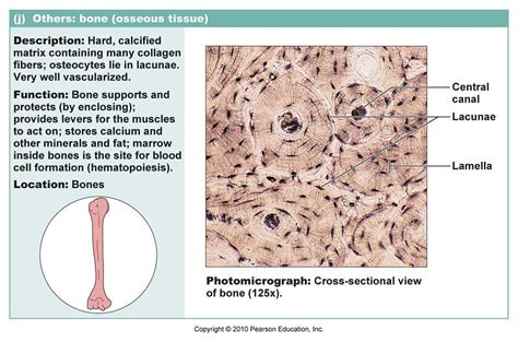 Label The Microscopic Structures Of Compact Bone