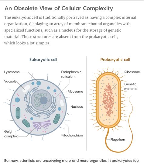 Prokaryotic Cell Parts And Functions Laurie Media