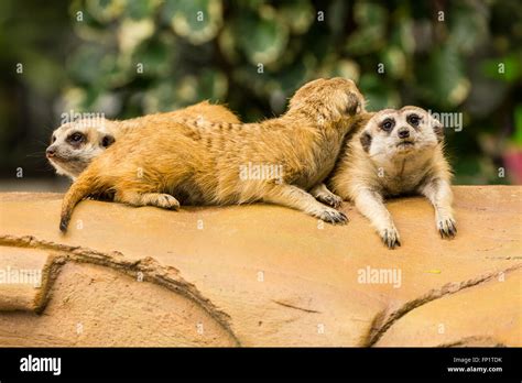 Meerkat Resting On Ground In Zoo Thailand Stock Photo Alamy