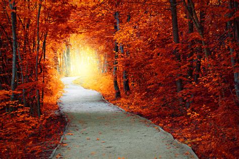 Fantastic Autumn Forest With Path And Magical Light Stock Photo
