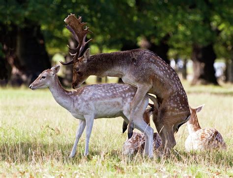 Fallow Deer Mating Photograph By John Devriesscience Photo Library