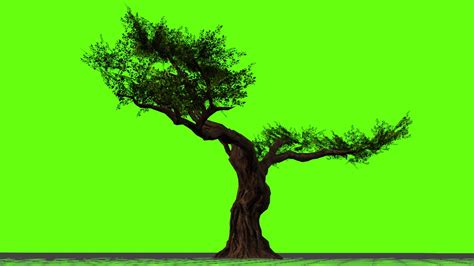 Green Screen Tree Video Youtube
