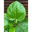 Betel Leaf Plant Growing Guide  The Gourmantic Garden