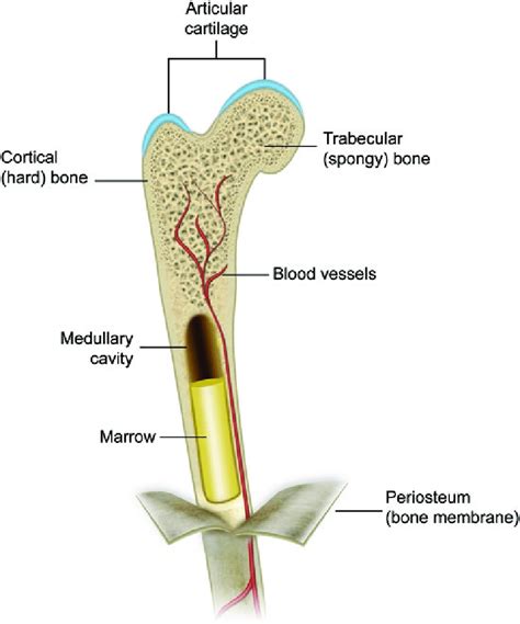 1 Bone Envelopes On The Macroscopic Level Long Bones Are Composed Of