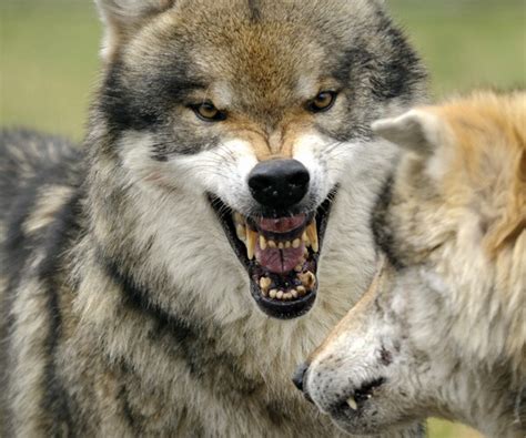 Court Keeps Great Lakes Wolves On Endangered Species List
