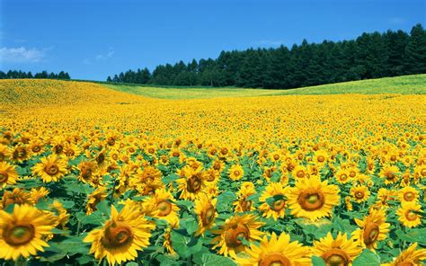 89 Field Of Sunflowers Wallpapers