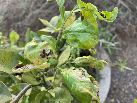 Help Citrus Tree Dying In San Diego Rbotany