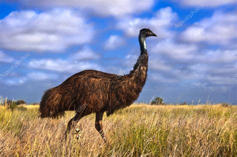 Australian Emu Dromaius Novaehollandiae In The Australian Outback