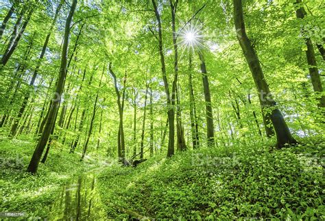 Sunlight In A Beech Tree Forest Stock Photo Download Image Now