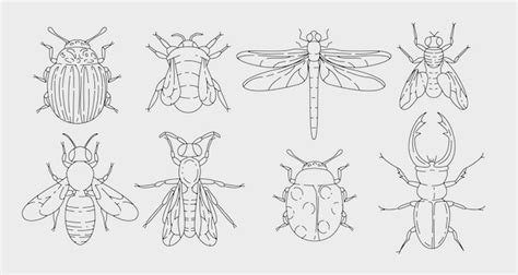 Premium Vector Various Insects Set In Outline Design