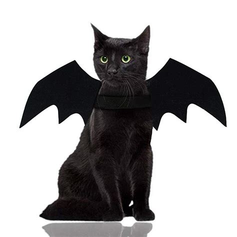 Halloween Cat Bat Ubicaciondepersonascdmxgobmx