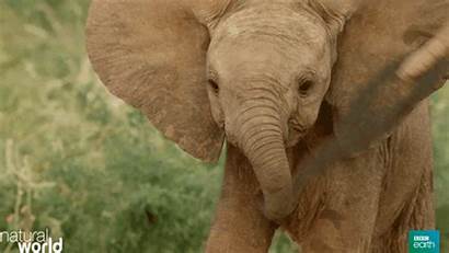 Bbc Elephant Trunk Funny Animated Animals Earth