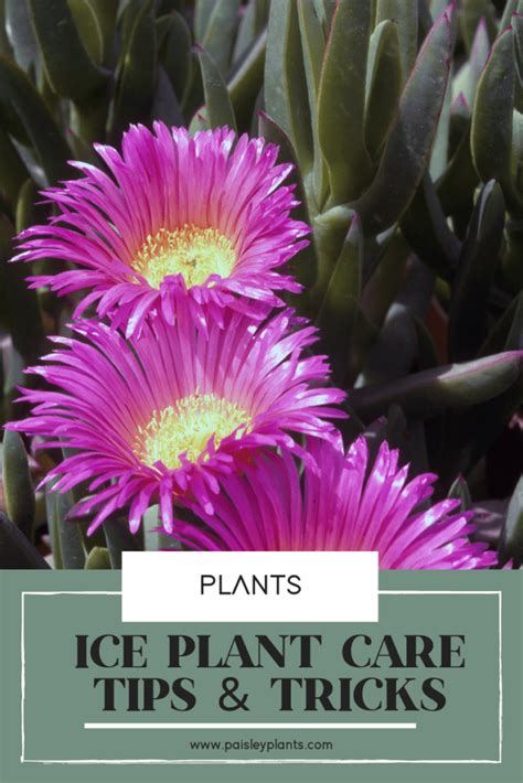 Ice Plant Delosperma Cooperi Care How To Grow Paisley Plants