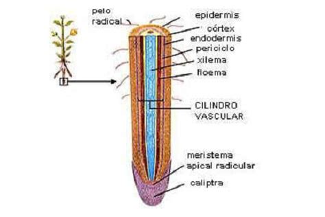 Partes De La Planta Y Sus Funciones Con Im Genes Educaim Genes