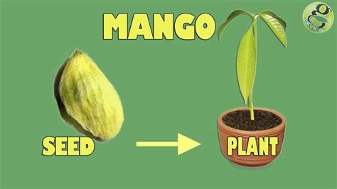 Mango Seed Germination Easily Grow Mango Tree From Seed With Time