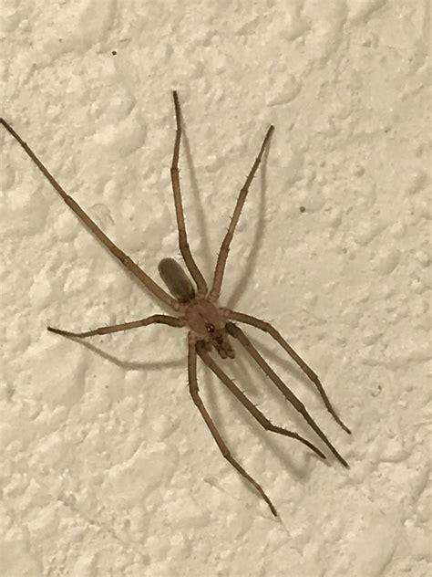 Brown Recluse Fangs