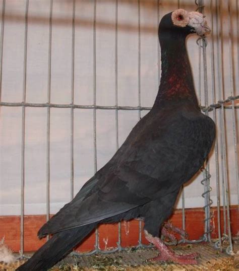 Novo Ecijanos Fancy Pigeons For Sale Manila Philippines Free