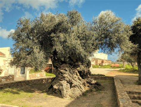 The Oldest Olive Tree In The World Is More Than 5000 Years Old