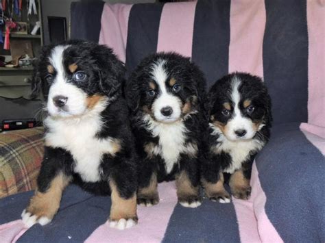 Father was a traveling man. Adorable Bernese mountain dog puppies for sale for Sale in ...