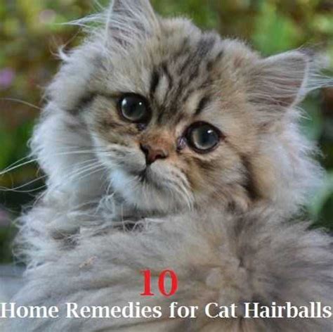 The most important things you should know with a proper diet, regular exercise and a little tlc from you, the discomfort of hairballs can be kept to a minimum. Remedies for Cat Hairballs - Best Pet Home Remedies