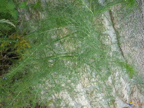 We did not find results for: Plantes aromatiques sauvages - fleur de passion