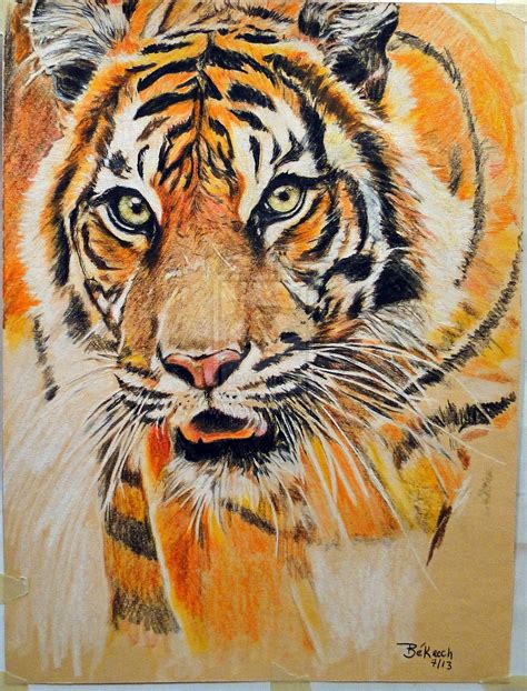 Tiger Artwork Done In Color Pencils And Pen Took About 5hrs To