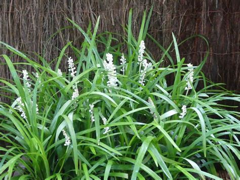 Liriope Muscari Monroe White Une Plante Du Jardin Du Morvan